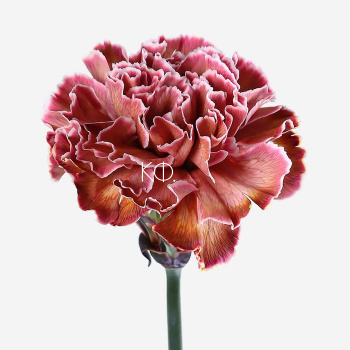 Гвоздика бордо биколор - фото