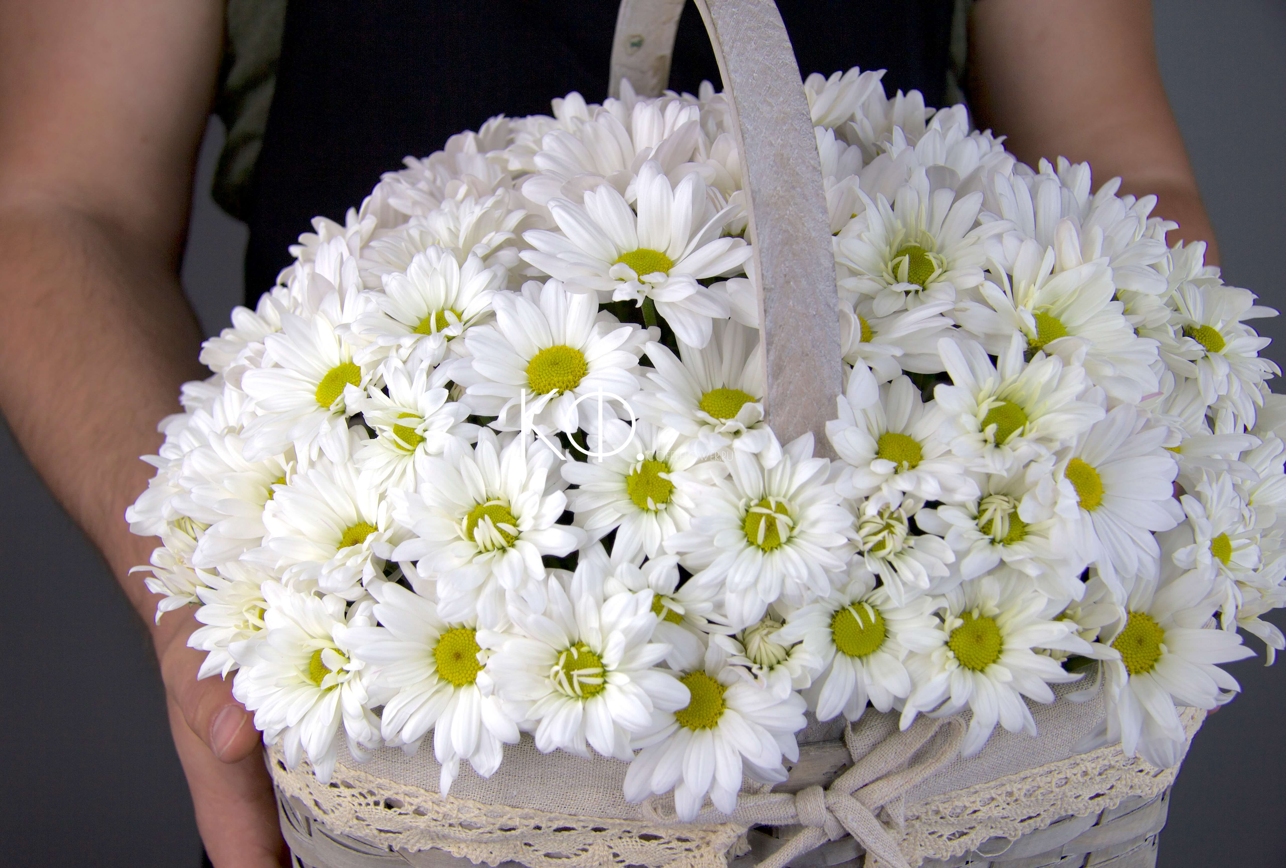 Корзина с хризантемой "Марго" - фото