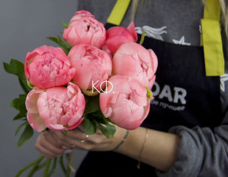 Пион коралловый - фото