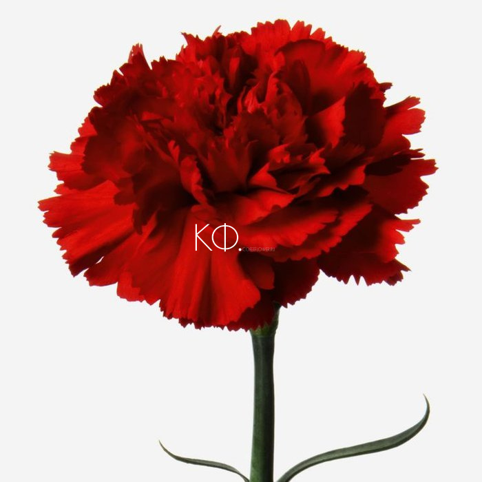 Гвоздика красная - фото
